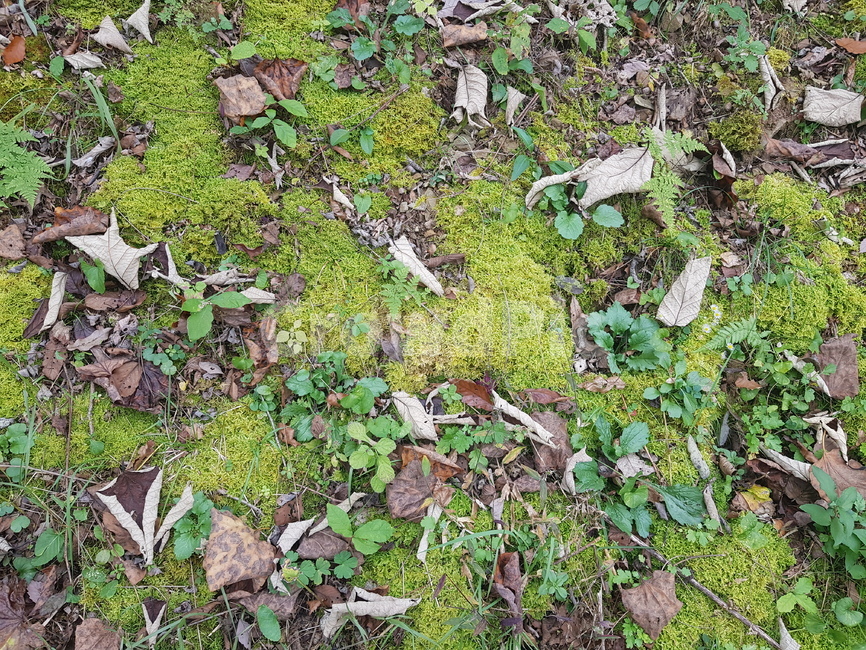 이끼,나뭇잎,바닥,식물,moss,ground