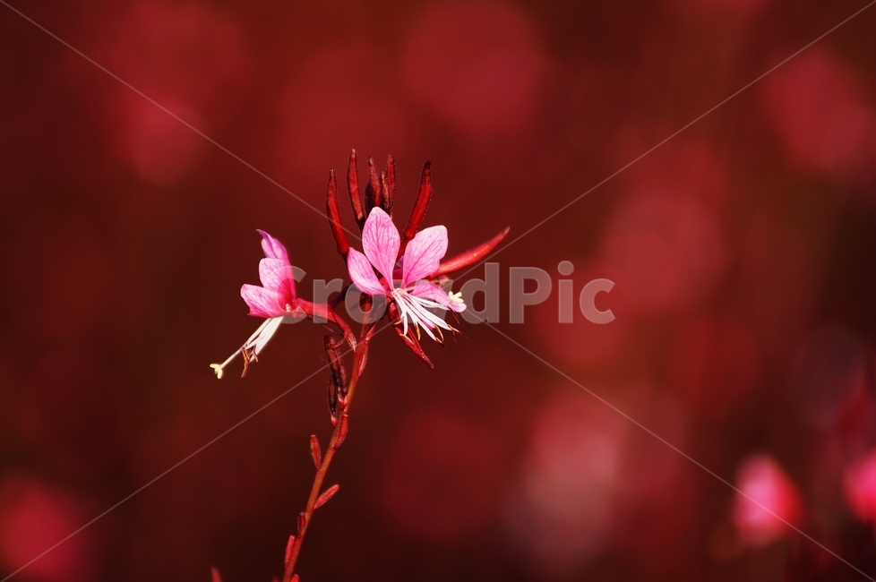 홍접초,가우라,꽃축제,식물,야생화,식물,자연,plants,nature,꽃,flower