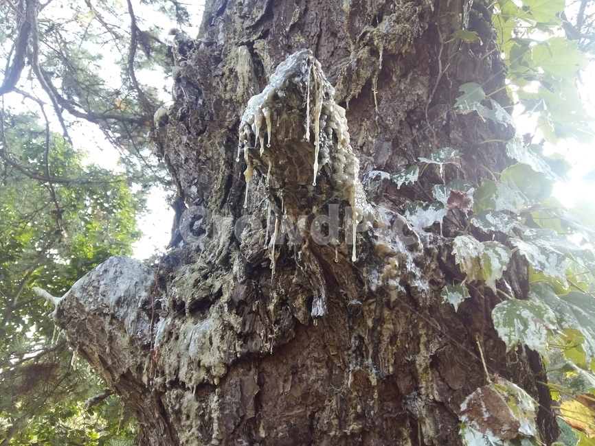 나무,자연,송진,소나무,고목,식물,자연,plants,nature,나무,trees,wood