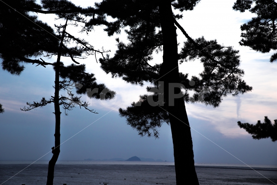 바다,나무,그림자,배경,풍경,자연,풍경,nature,landscape,해변,바다,beach,sea,tree,plant,식물,tree trunk,나무 줄기