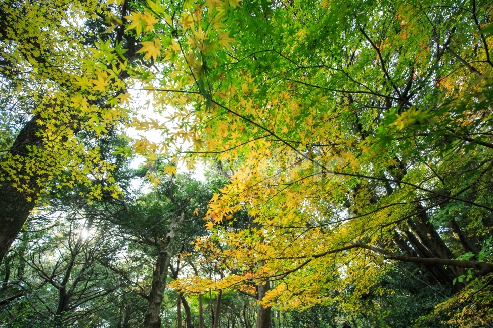 단풍,가을,비자림,제주가을,풍경사진,산책길,숲속,편안함,아늑함,노란,녹색,산책,풍경,제주인기,제주산책,제주코스,코스,비자,나무,풍,고사리,산길,자연,풍경,nature,landscape,tree,plant,식물,tree trunk,나무 줄기