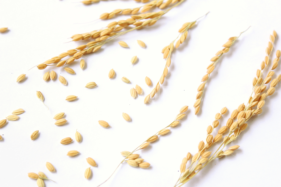 쌀,벼,곡식,곡물,음식,식재료,요리,곡류,rice,cereal,dry,ear,farming,food,gold,grain,harvest,isolated,korea,meal,nutrition,organic,plant,seed,yellow,cook,곡류,곡식,cereals,연출,컨셉,콘셉,direction,concept,누끼,remove background