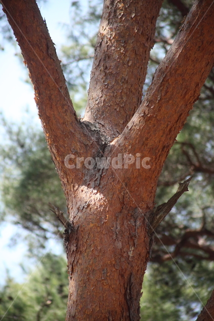 소나무,나무,식물,조경수,pine,나무껍질,수피,식물,자연,plants,nature,나무,trees,wood