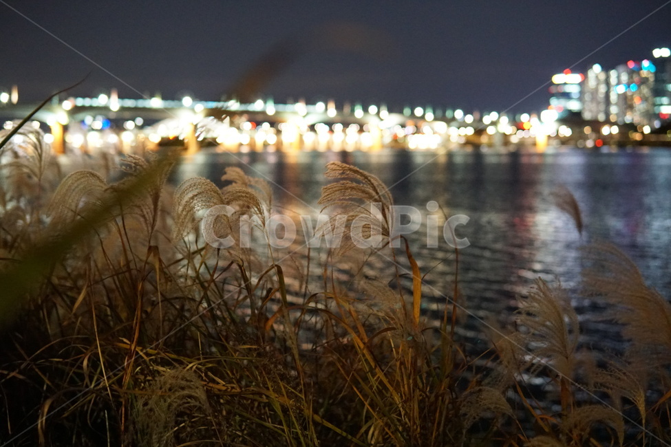 갈대,잔디,식물,plant,reed,감성,한강,야경,밤,풍경,nightscape,night,landscape