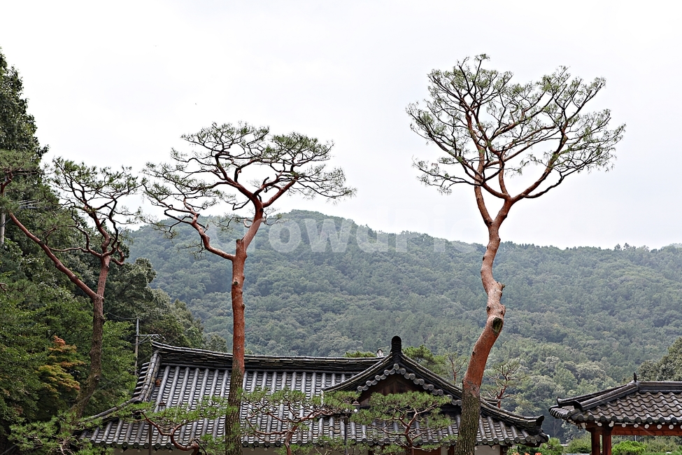한옥,전통집,한옥집,기와집,집,옛날집,식물,풍경,지붕,건물,건축물,여름,한국전통,한국문화,korean traditional,korean culture,식물,자연,plants,nature,나무,trees,wood