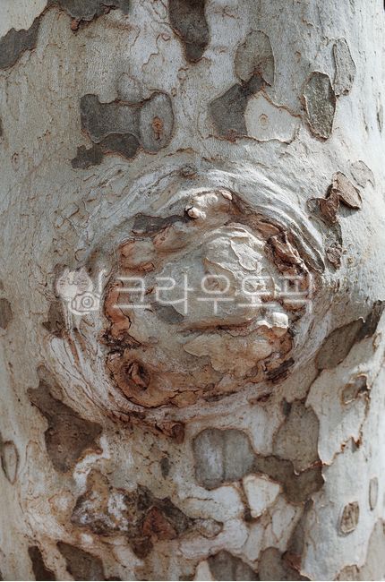 rough,skin,pattern,irregular,tree bark,tree trunk,plants,treetrunk,wood,surface,nature,texture,tree,abstract,thebakofatree,background,vintage,scales,plant,wall