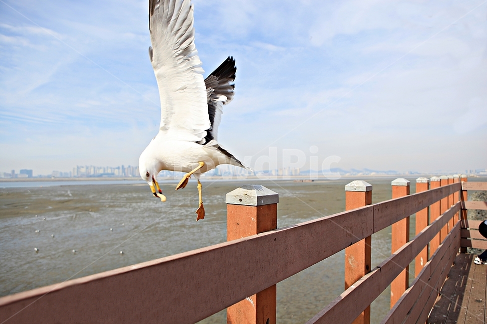 갈매기,새,조류,풍경,배경,자연,하늘,동물,animal,조류,새,birds