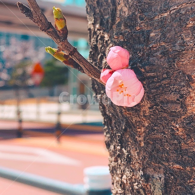 벚꽃,봄,감성사진,벚나무,lofi