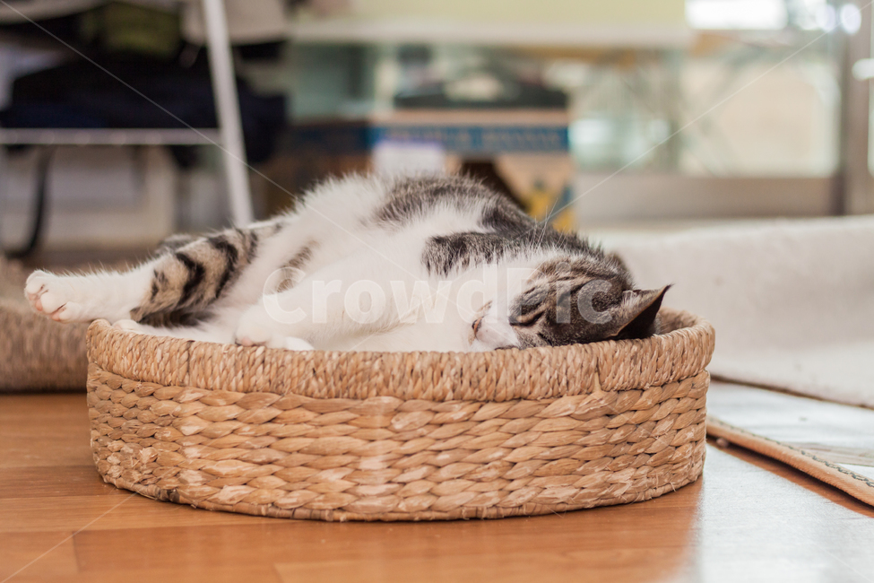 고양이,반려묘,낮잠,평화,sleeping,cat,동물,animal,포유류,mammal,고양이,cat,kitten,kitty,휴식,힐링,rest,relaxation,healing