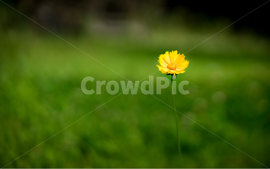 꽃,민들레,초록,dandelion,노랑,flower,식물,자연,식물,자연,plants,nature,꽃,flower