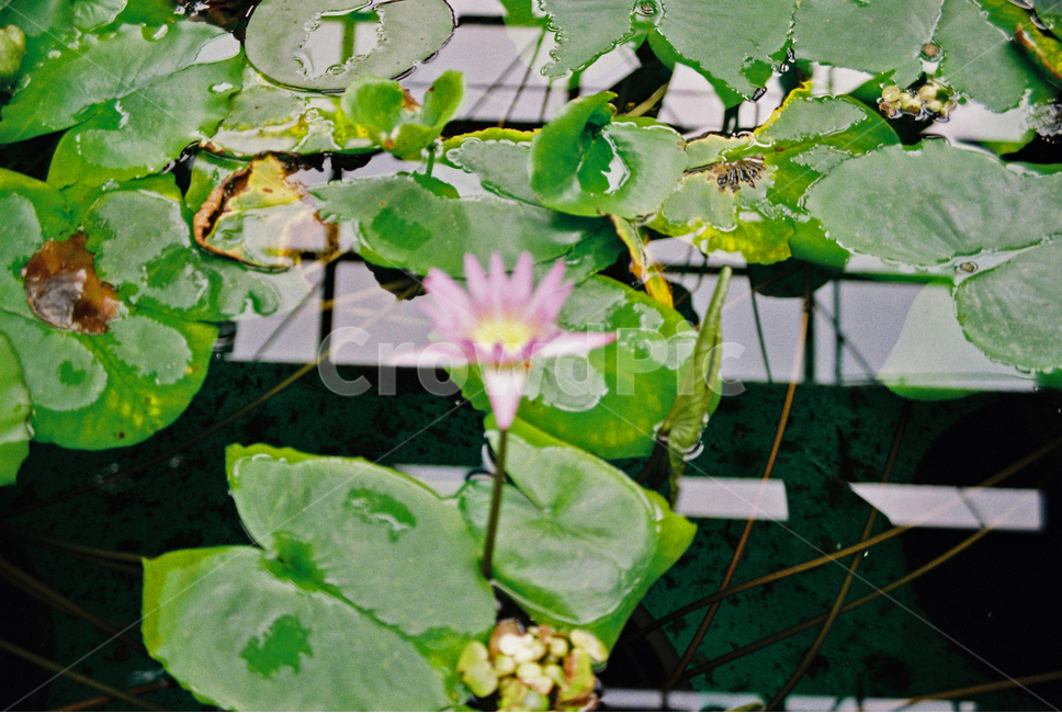 plant,식물,flower,꽃,연잎,연꽃,식물원,식물,자연,plants,nature