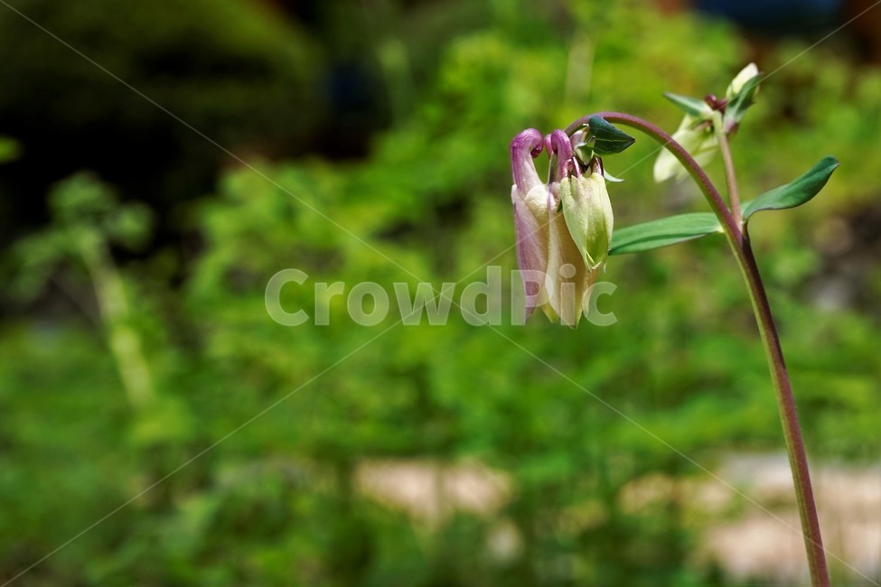 매발톱꽃,봄,꽃봉우리,계절,자연,식물,nature,flower,bud