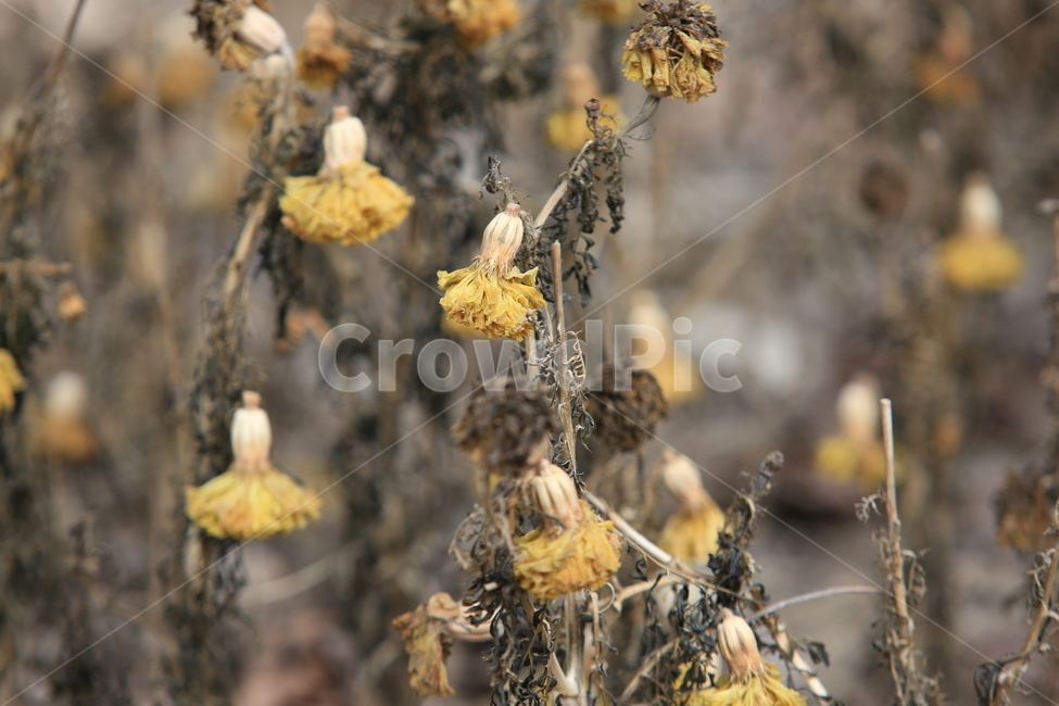 국화,꽃,드라이꽃,식물,노랑,겨울,계절,winter,season,식물,자연,plants,nature,꽃,flower