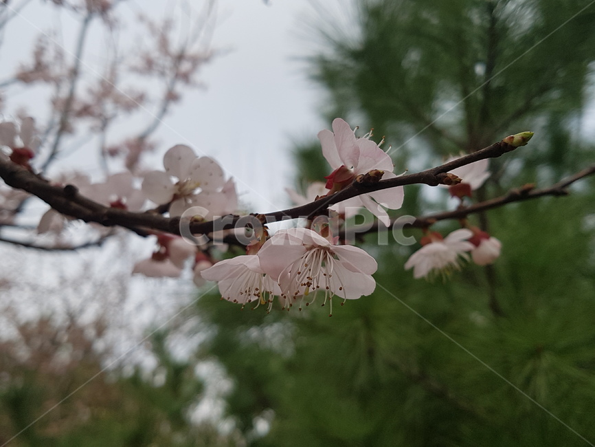 분홍꽃,봄꽃,복사꽃,꽃나무,유실수,식물,자연,plants,nature,꽃,flower