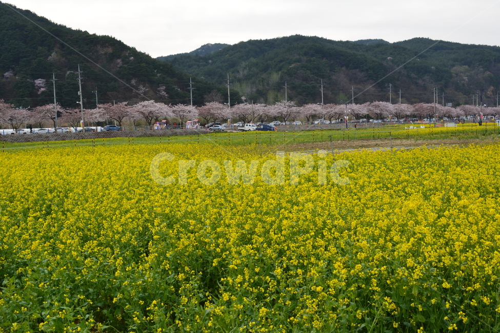 유채꽃,유채밭,벚꽃길,벚나무길,봄,꽃,봄,계절,spring,season,자연,풍경,nature,landscape,outdoors,옥외,grassland,목초지,field,들,meadow,rural,농촌,farm,농장