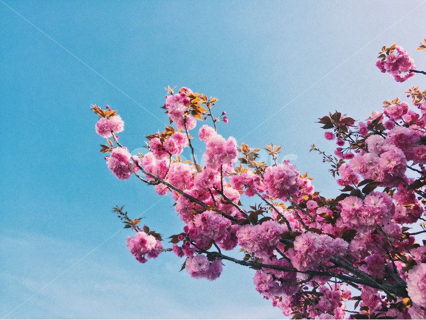 벚꽃,꽃,봄,하늘,풍경,자연,분홍,따뜻함,빈티지,nature,cherryblossom,sky,flower,봄,계절,spring,season,식물,자연,plants,nature,꽃,flower,plant