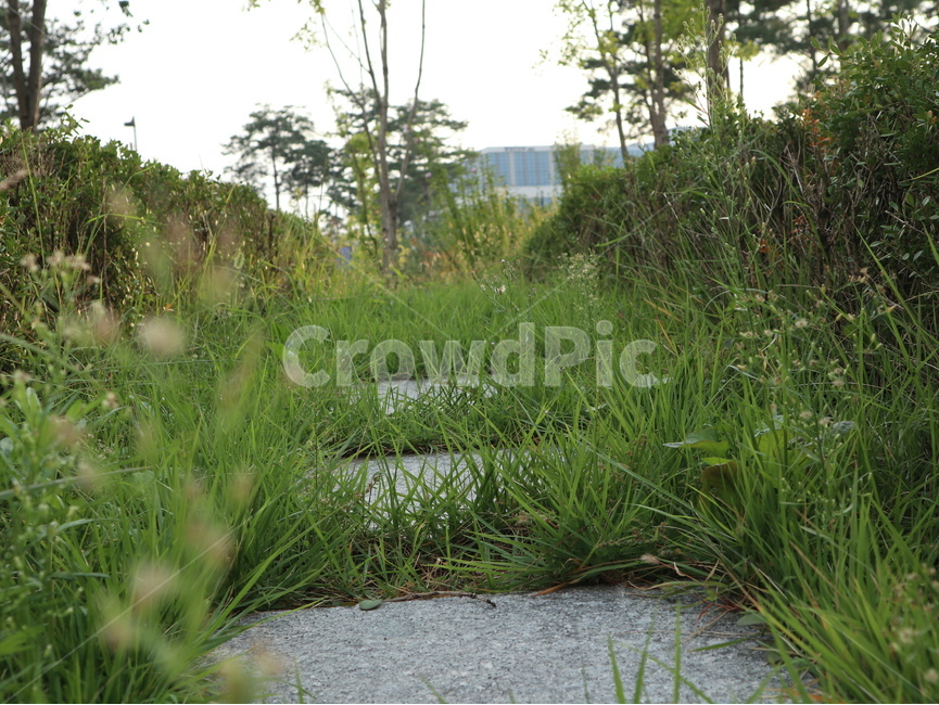 outdoors,옥외,nature,자연,plant,식물,소로,길,풀,잡초