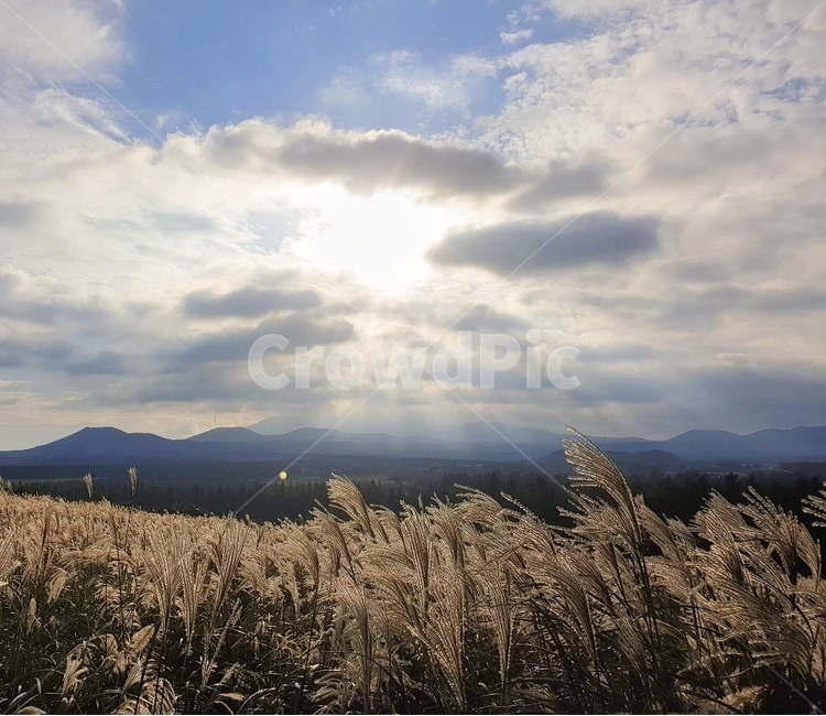 갈대,자연,하늘,구름,빛,자연,풍경,nature,landscape