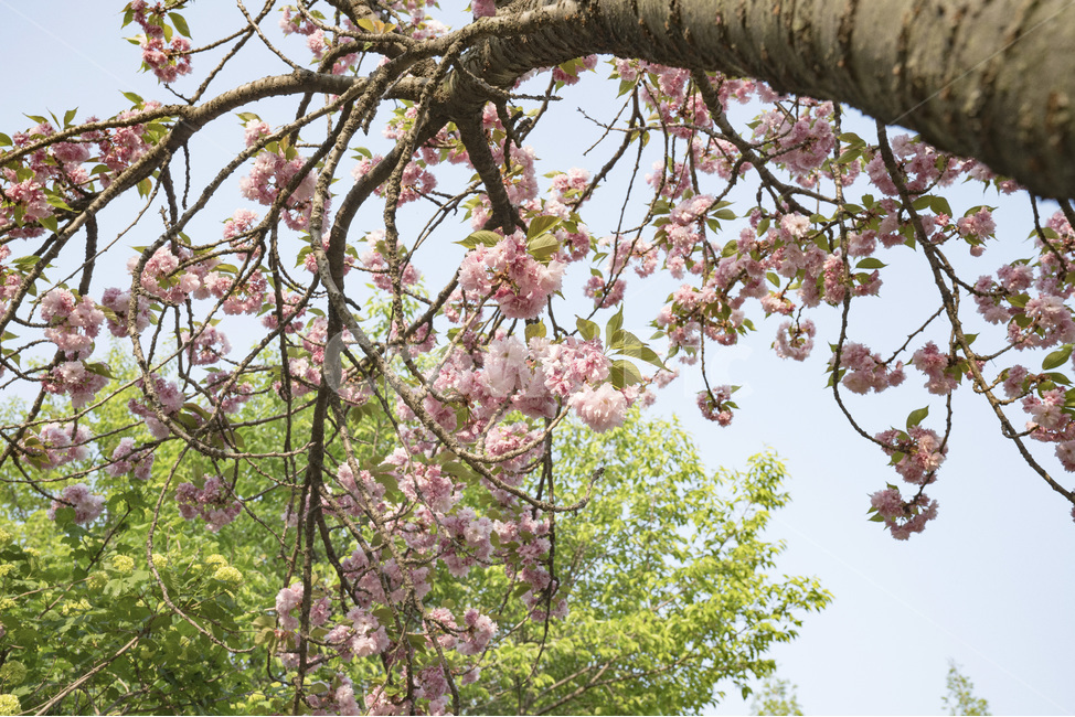 나들이,겹벚꽃,분홍색,공원,월드컵공원,매직아워,꽃,flower,햇살,봄,계절,spring,season,식물,자연,plants,nature,꽃,flower,나무,trees,wood,plant
