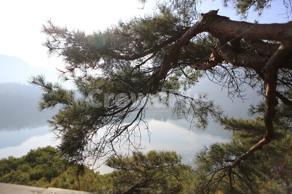 trail,pine tree,Dullegil,Sanmagi old road,sight,Goesan Lake,hiking,lake