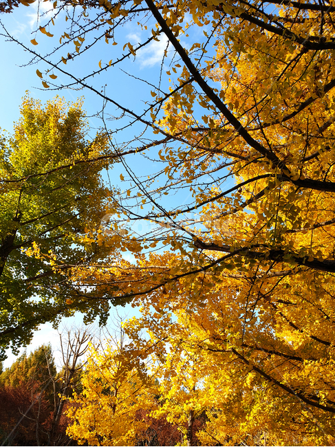 가을,단풍,단풍잎,은행,은행잎,나무,나무줄기,잎,식물,tree,plant,treetrunk,leaf,하늘,sky,autumn,가을,계절,fall,autumn,season
