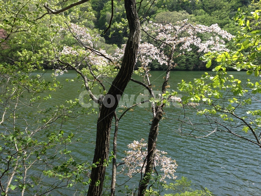 주산지,주왕산,저수지,인공저수지,왕버들,버드나무,수중,물속,청송,한국,jusanji,juwangsan,reservoir,artificialreservoir,weepingwillow,koreanweepingwillow,underwater,water,cheongsong,korea
