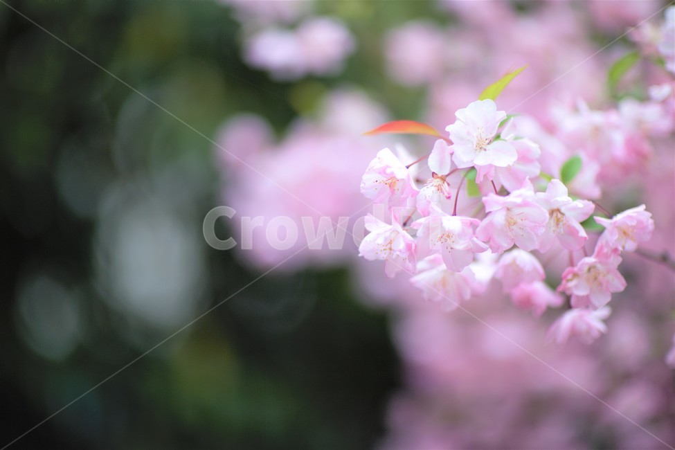 벚꽃,4월의꽃,봄의꽃,분홍벚꽃,cherryblossoms,봄,계절,spring,season,식물,자연,plants,nature,꽃,flower,plant,blossom
