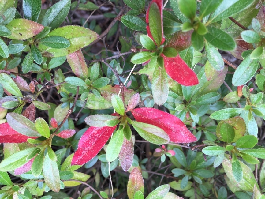 plant,잔잔과,식물,blossom,leaf,잎,acanthaceae,flower,꽃,식물,자연,plants,nature