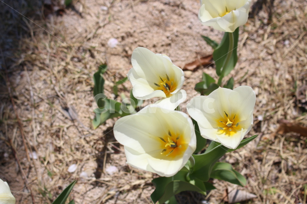 꽃,plant,식물,flower,봄꽃,들꽃,야생화,blossom,식물,자연,plants,nature,꽃,flower