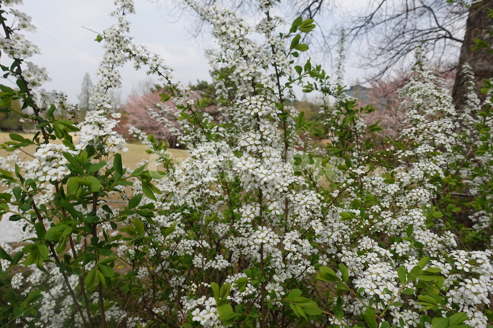 봄꽃,봄,풍경,plant,식물