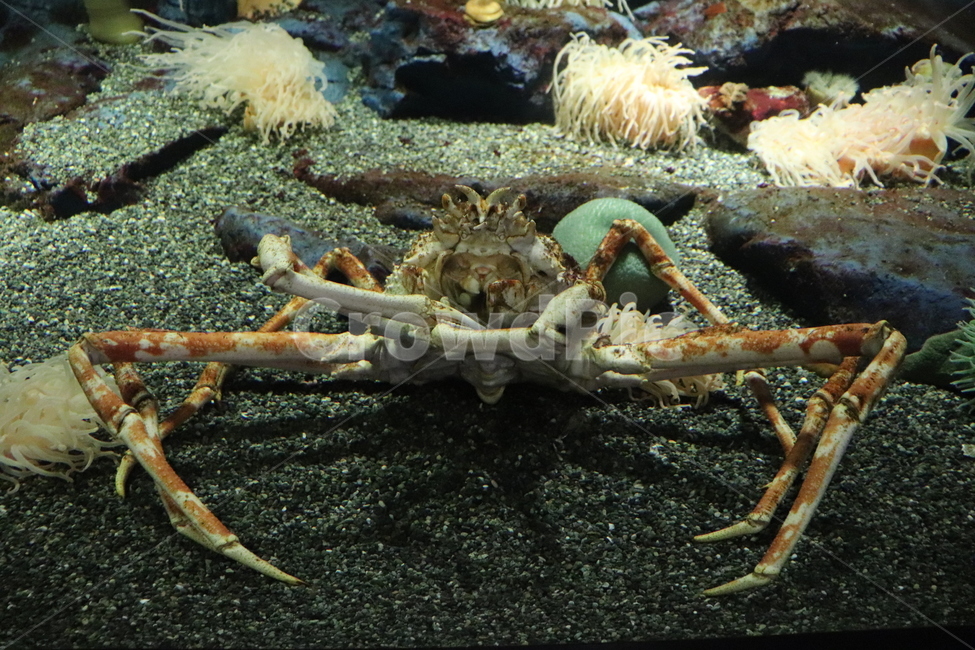 poultry,가금류,animal,동물,게,crab