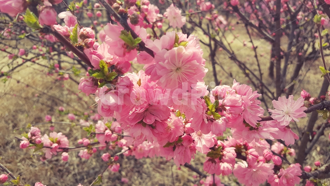 꽃,봄,봄꽃,감성,분위기,색감,그림같은,빈티지,나무,flower,spring