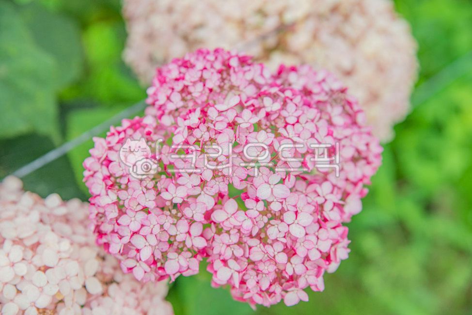blossom,plant,hydrangea,summer flowers,wide open,colorful,flower