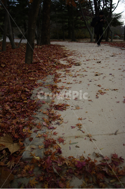 가을,fall,나무,식물,plant,단풍,잎,길,가을,계절,fall,autumn,season,자연,풍경,nature,landscape,leaf,tree