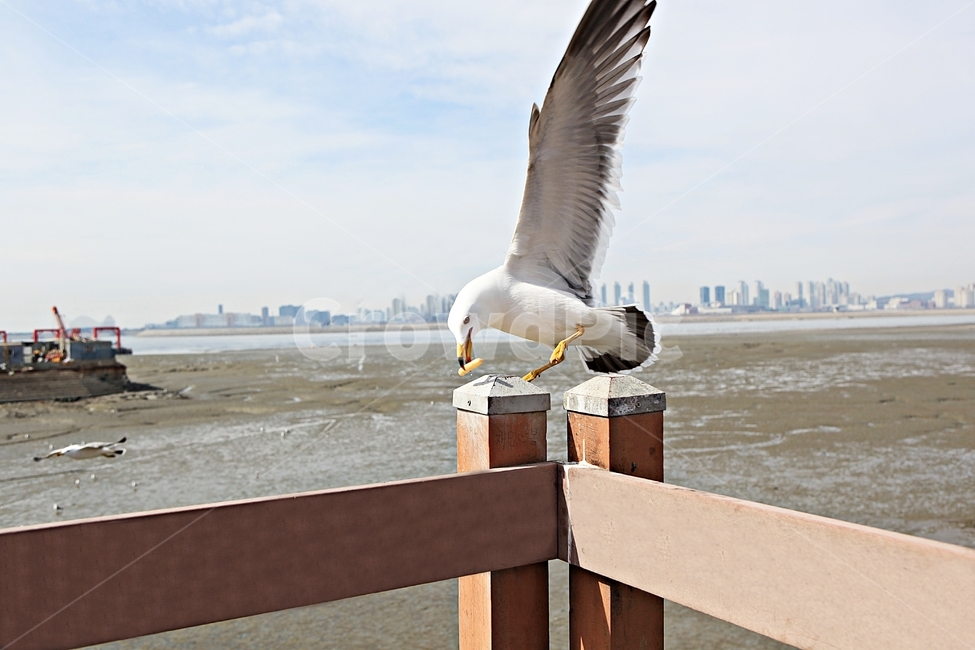 갈매기,조류,새,하늘,풍경,배경,자연,풍광,동물,animal,조류,새,birds