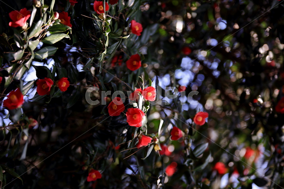 감성사진,꽃,식물,봄,동백꽃,봄,계절,spring,season,식물,자연,plants,nature,꽃,flower,plant