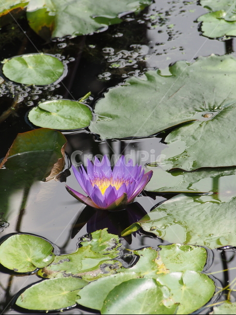 꽃,식물,flower,plant,보라색