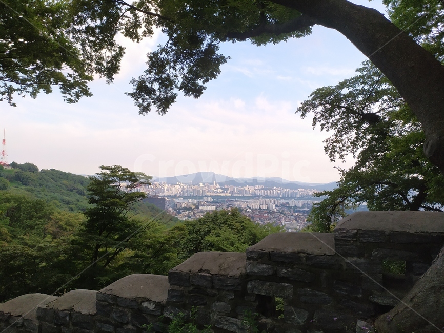 서울,남산,경치,오후,힐링,자연,풍경,nature,landscape,tree,나무,plant,식물
