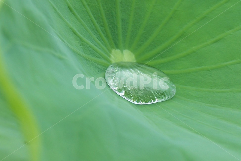 leaf,잎,연꽃,물방울,연꽃잎,식물,자연,plants,nature