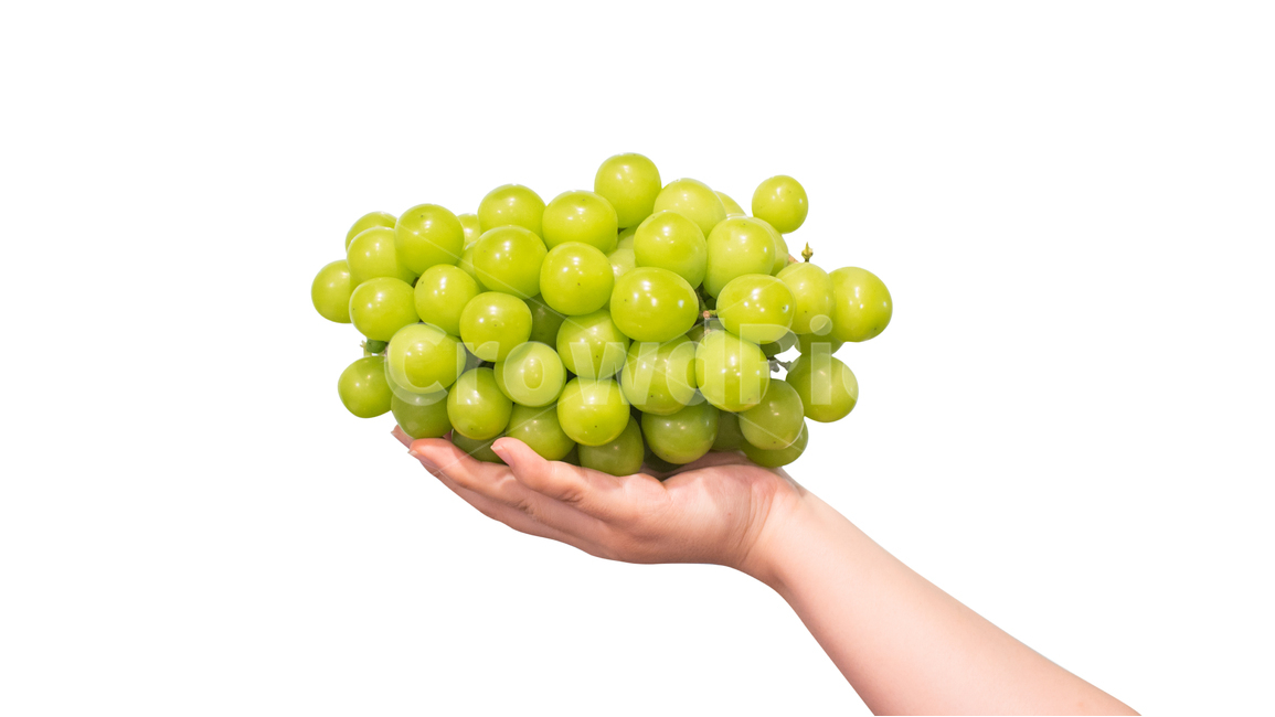 샤인머스캣,손,포도,청포도,누끼,음식,식재료,요리,food,cook,meal,dishes,food reserves,과일,열매,fruit,누끼,remove background