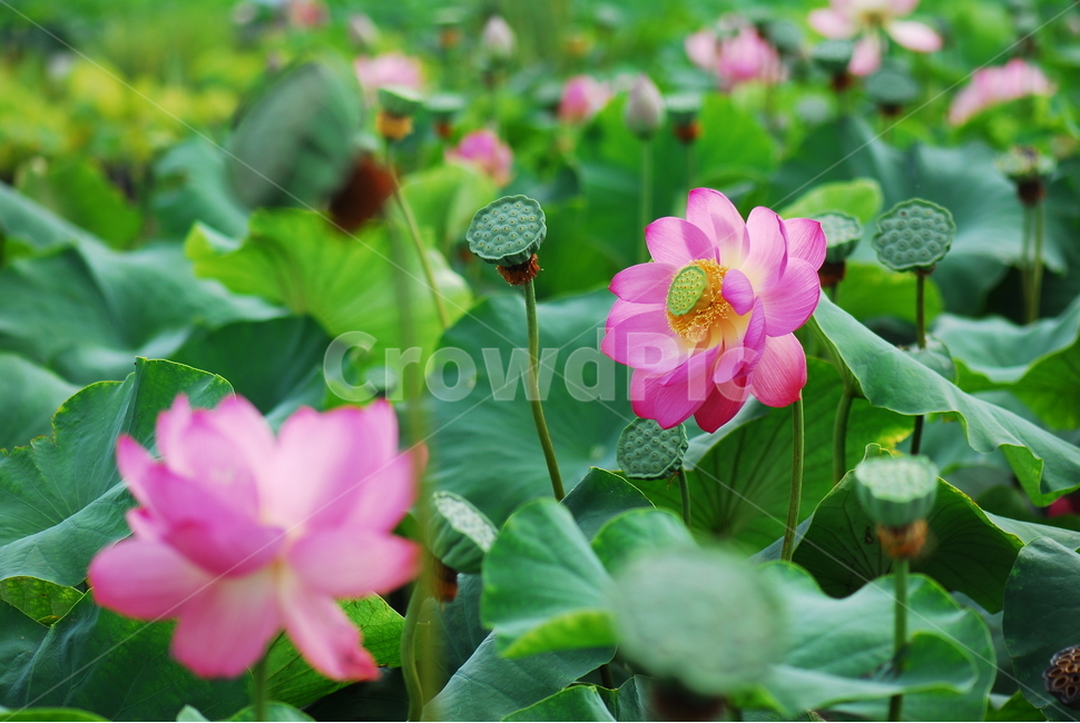 꽃,연꽃,관곡지,불교,여름,식물,자연,plants,nature,꽃,flower