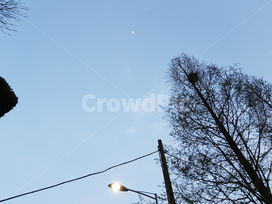하늘,가로등,불빛,나무,풍경,저녁,파란,선,분위기,감성,자연,풍경,nature,landscape,lamp post,램프 포스트