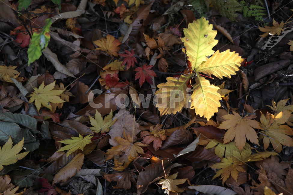 아기떡갈나무,빛,가을,낙엽,단풍잎,노랑,숲,가을,계절,fall,autumn,season,leaf,잎,plant,식물,tree,나무