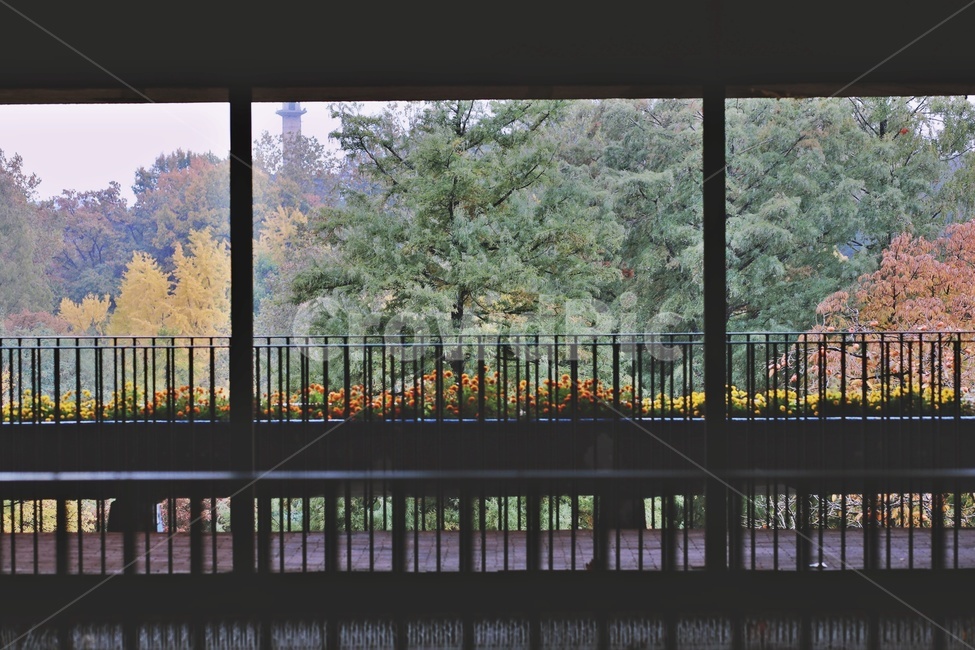 창문,나무,공원뷰,window,tree,park,view,가을,계절,fall,autumn,season