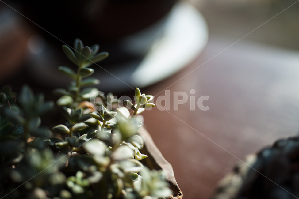 botanical,plant,화분,식물,다육식물,식물,자연,plants,nature,실내용화초,화분,화초,house plant,감성,sensible,feeling