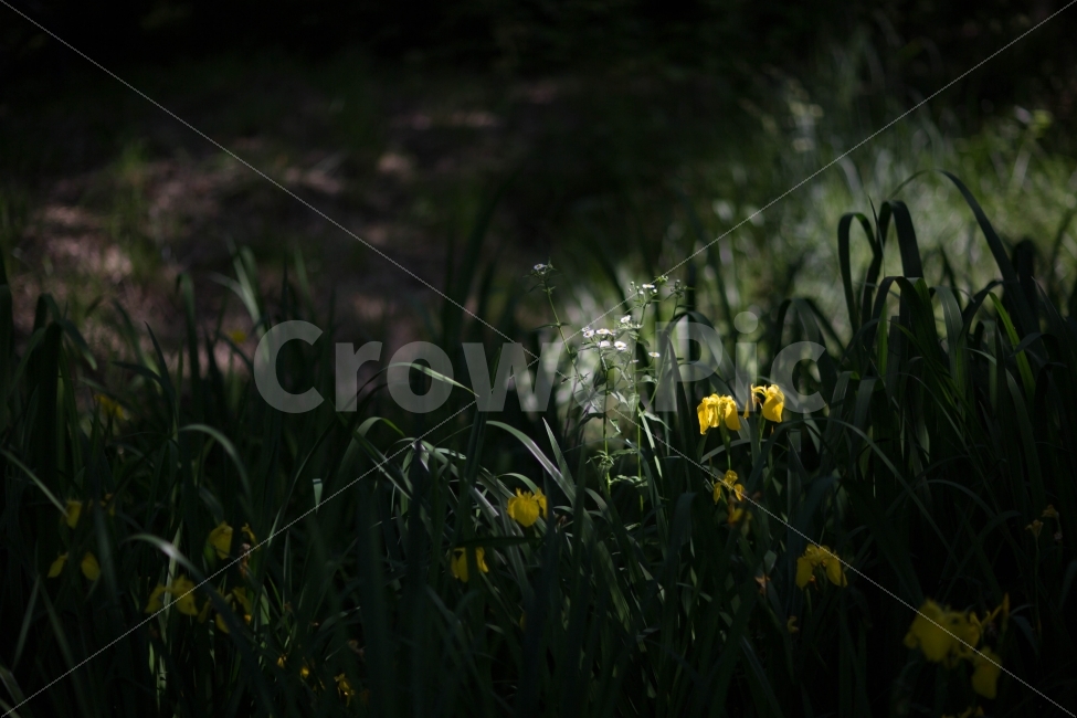 서울숲,노란꽃,계란꽃,꽃,빛,빛좋은날,감성,식물,자연,plants,nature,꽃,flower,휴식,힐링,rest,relaxation,healing