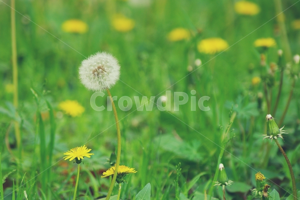 민들레,풀,dandelion,grass,꽃,초록,green,노랑,yellow,nature,background,배경,식물,자연,plants,nature,꽃,flower