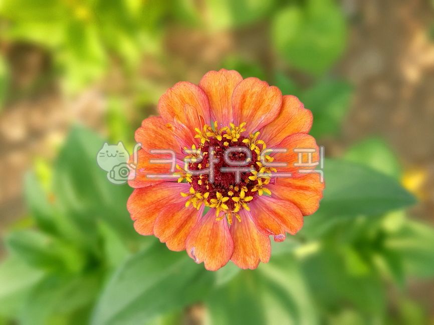 plant,백일홍,여름꽃,꽃,식물,자연,nature,flower