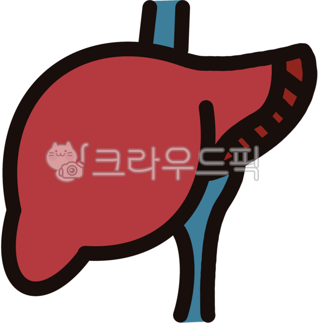 간,혈관,간문맥,신체장기,기관,신체기관,신체,인체,생명과학,생물,내과,과학,생리학,인체생리,의료,보건