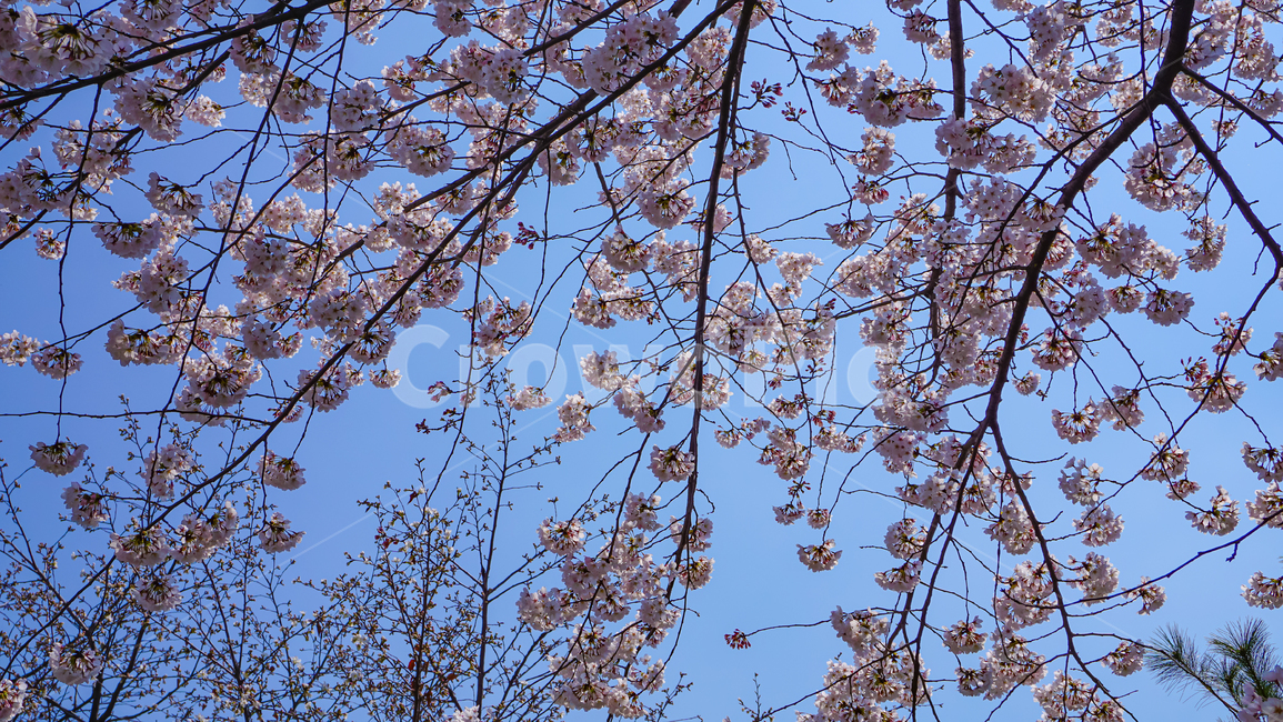 cheryblossom,blossom,plant,식물,벚꽃,꽃